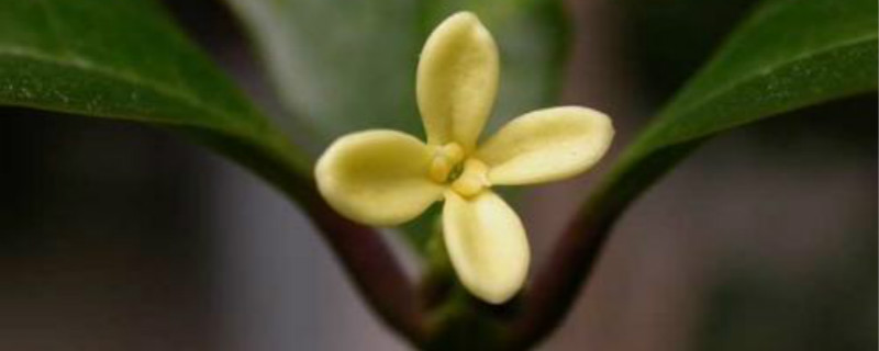 盆景桂花树怎么养护 盆景桂花树怎么养护