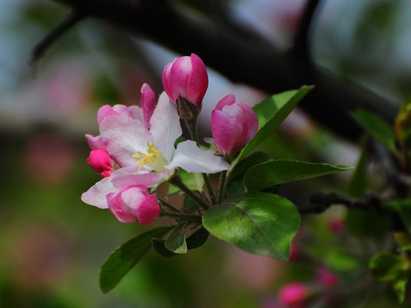 西府海棠花叶