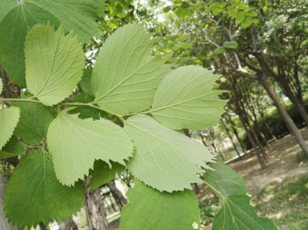 大叶朴树图片