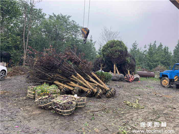 绿化苗木桂花树装车发货